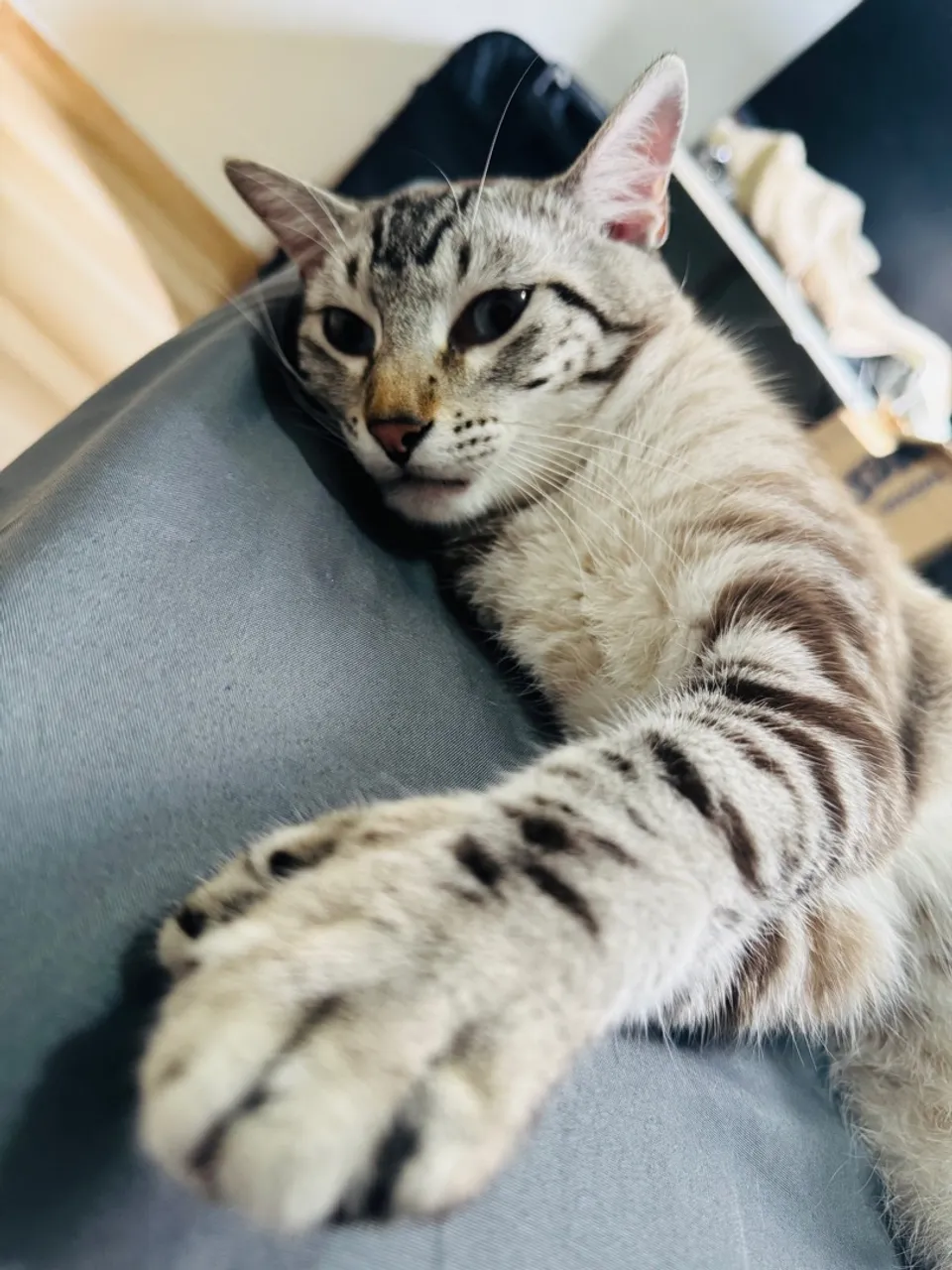 Gatinho Bengal para adoção
