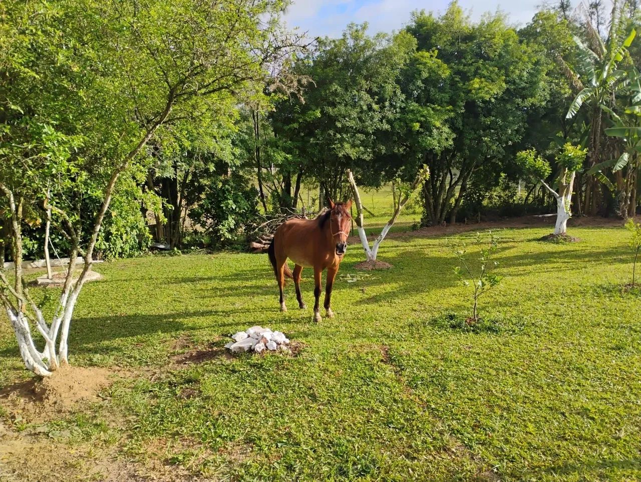 Cavalo Castrado e Manso