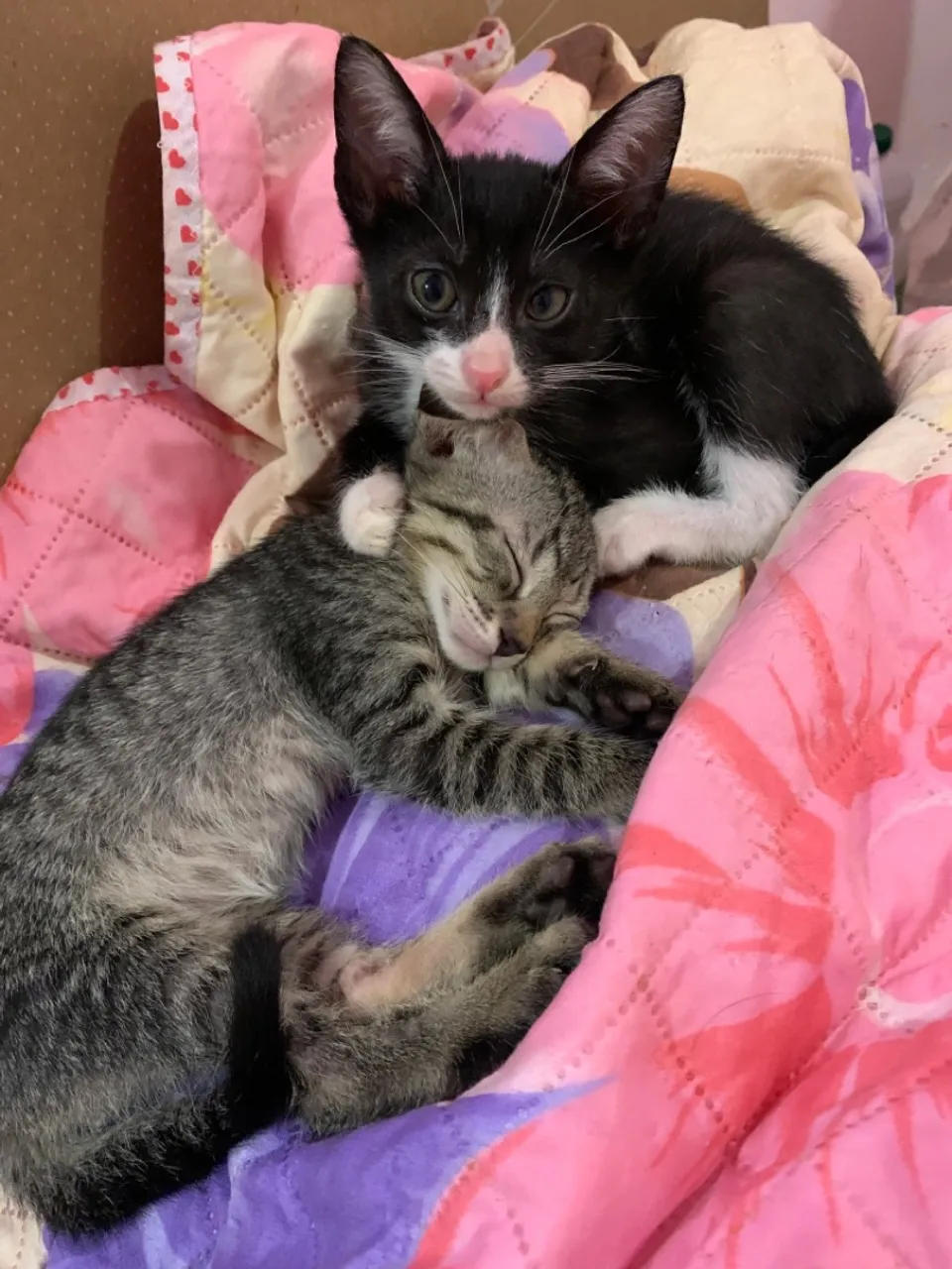 Gatinhos para Adoção - Filhotes Lindos e Carinhosos!