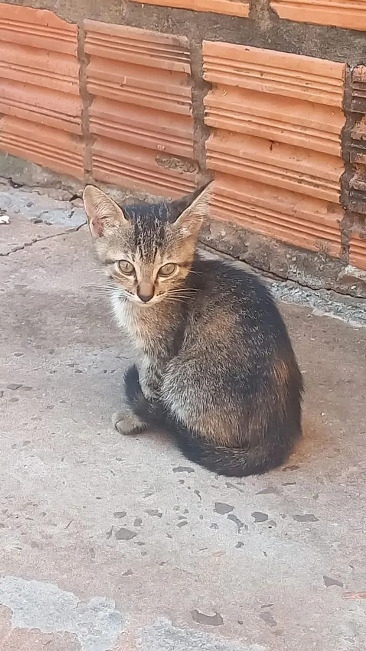 Gatinho para Adoção