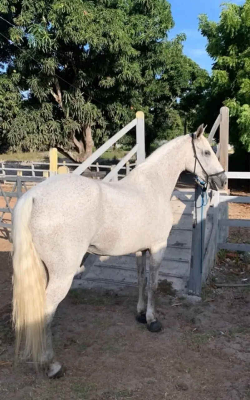 CAVALO MANGA LARGA MARCHA DE CENTRO