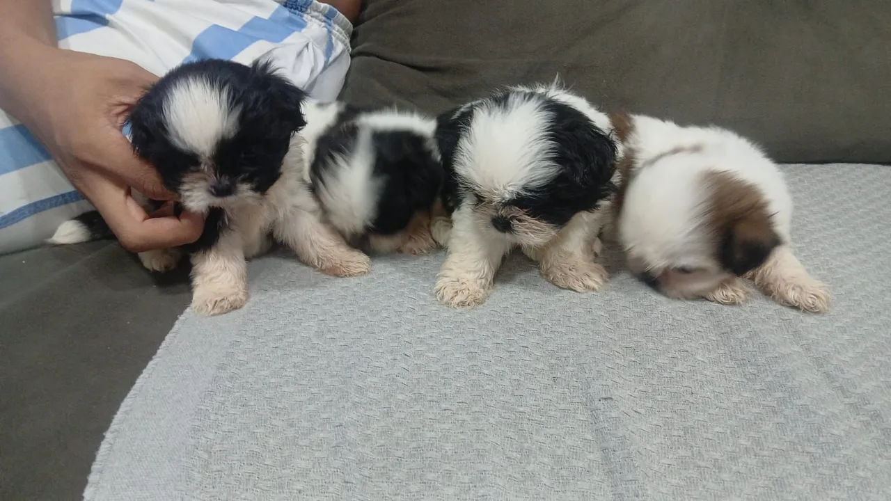 Filhotes de Shih Tzu disponíveis!