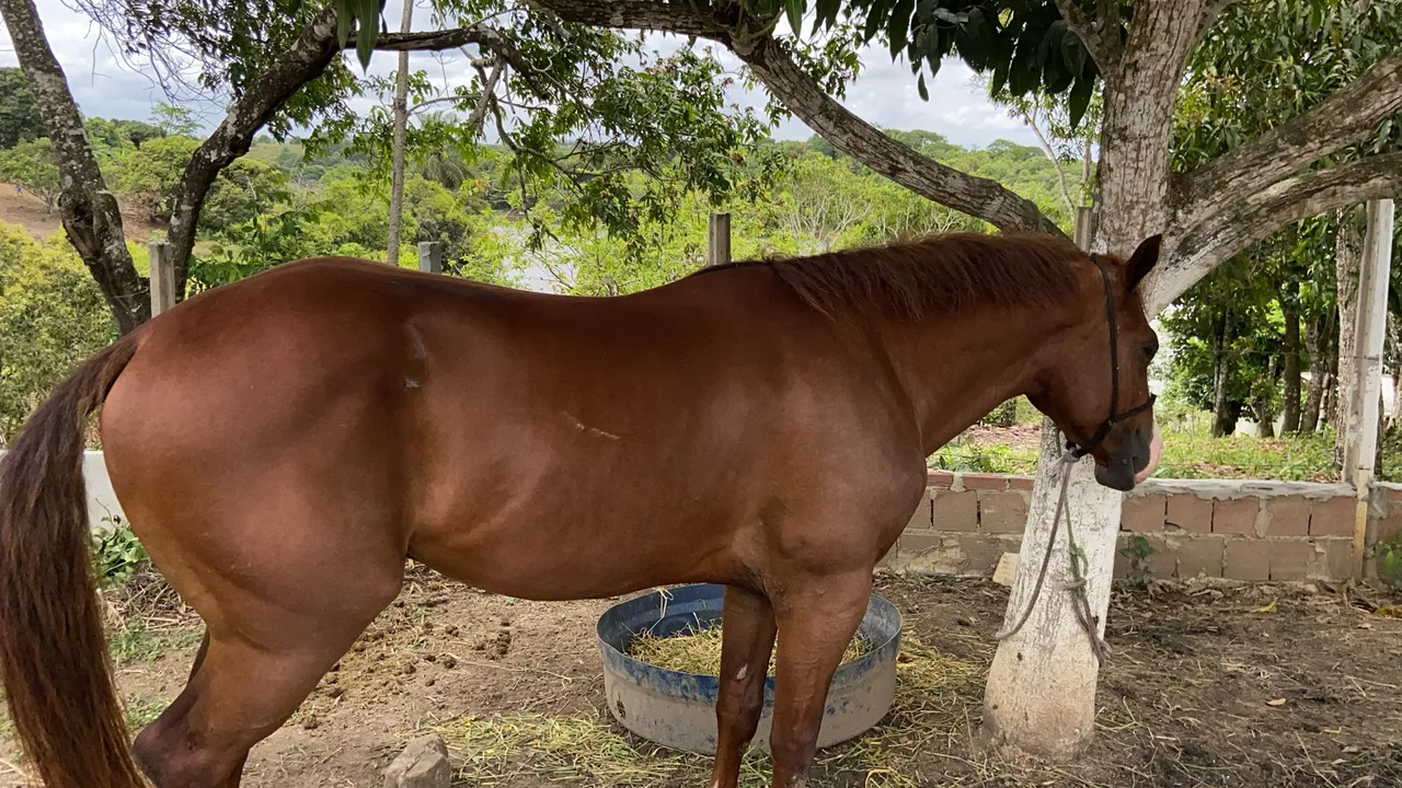VENDO SÍTIO EM JABOATÃO DOS GUARARAPES