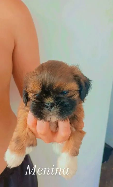 Filhotes de Shitzu  - Foto 3