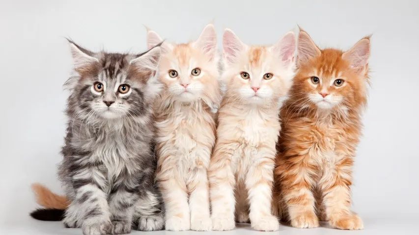 Maine Coon de excelente padrão