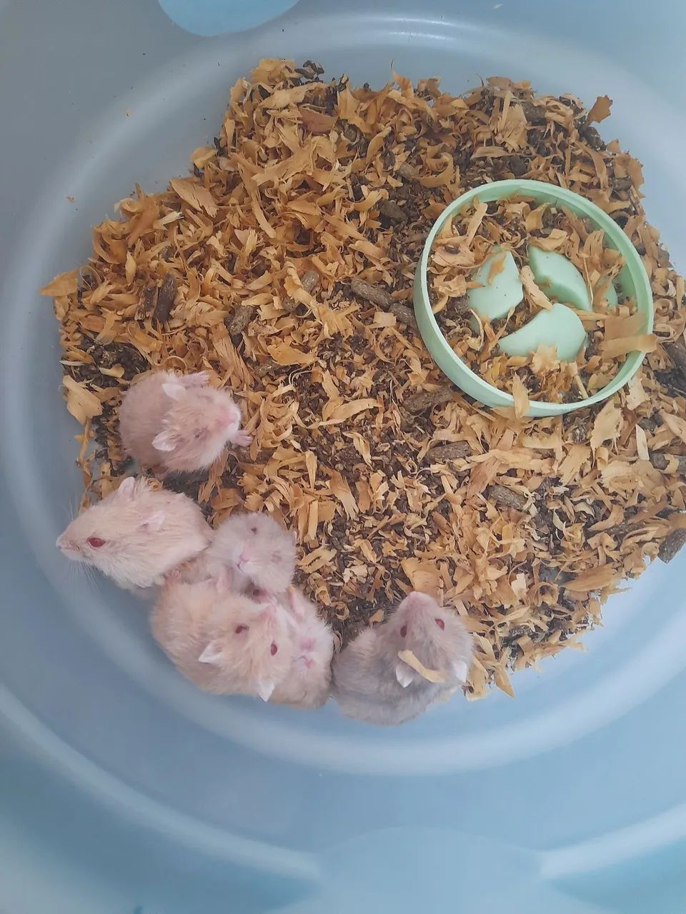 Hamster anão russo