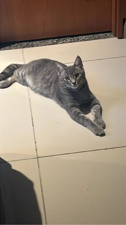 Gatinho cinza para adoção - Foto 3