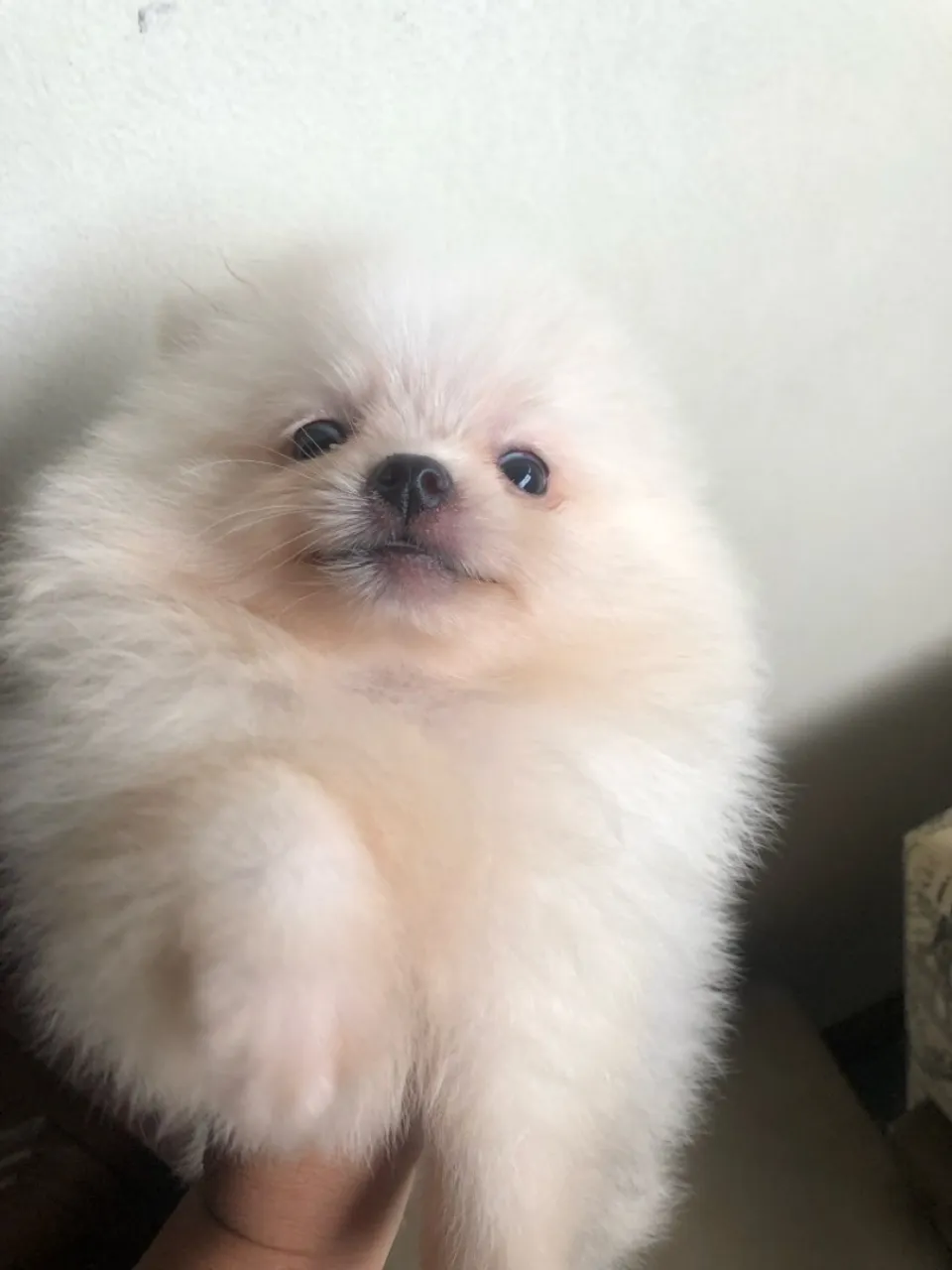 Filhote de Spitz Alemão anãos