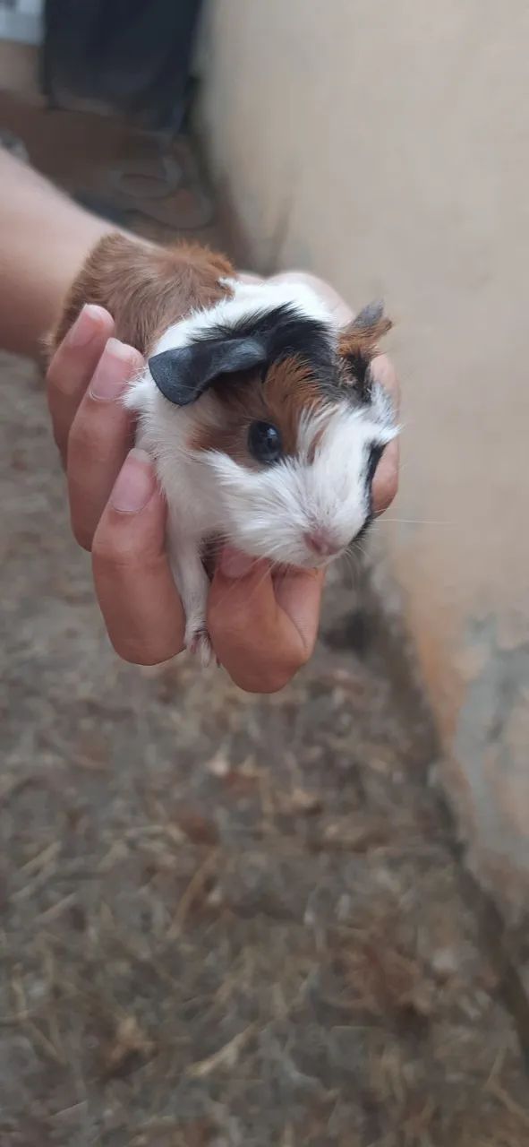 Porquinho da Índia - Foto 2