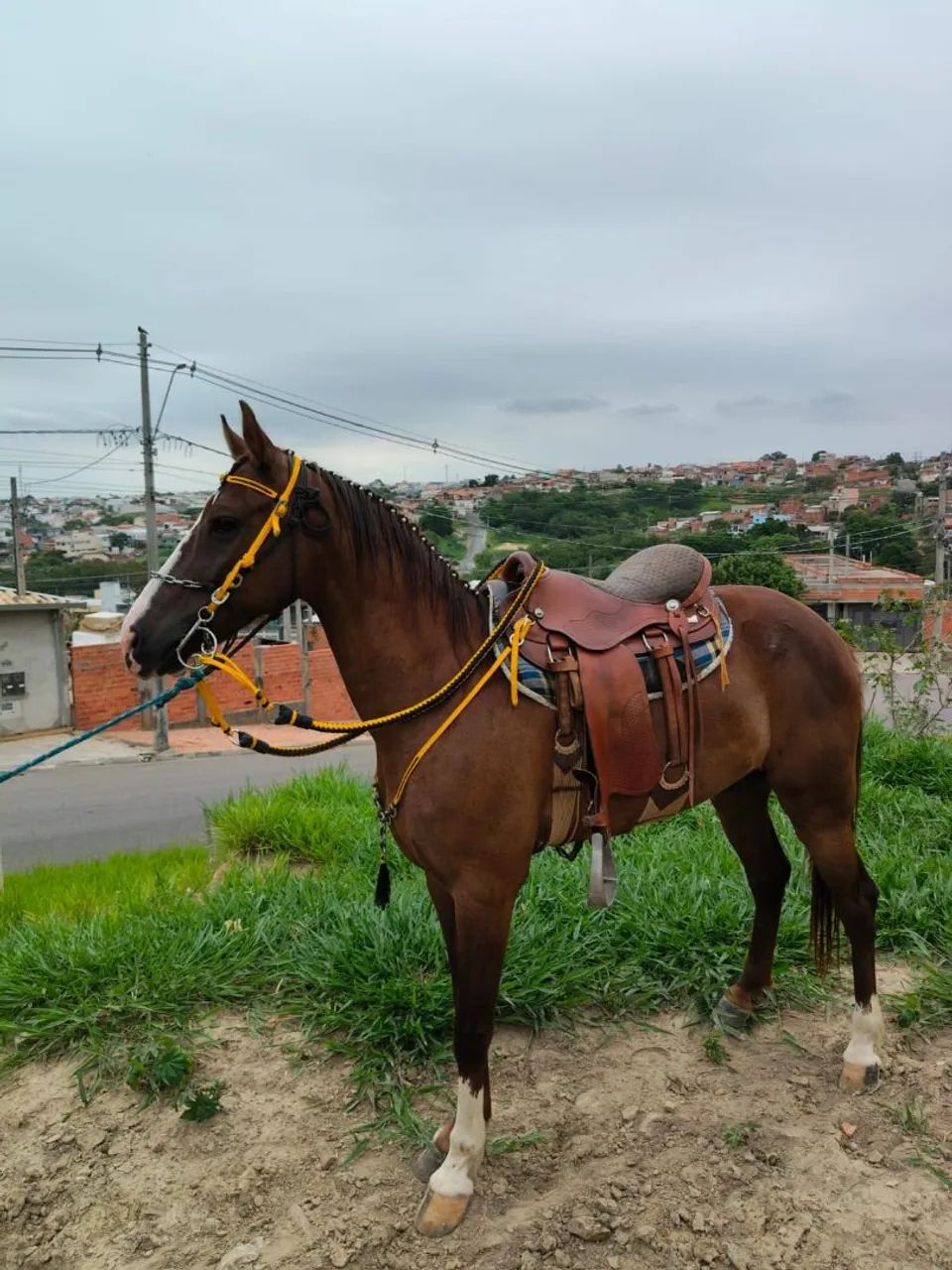 cavalo marcha picada 