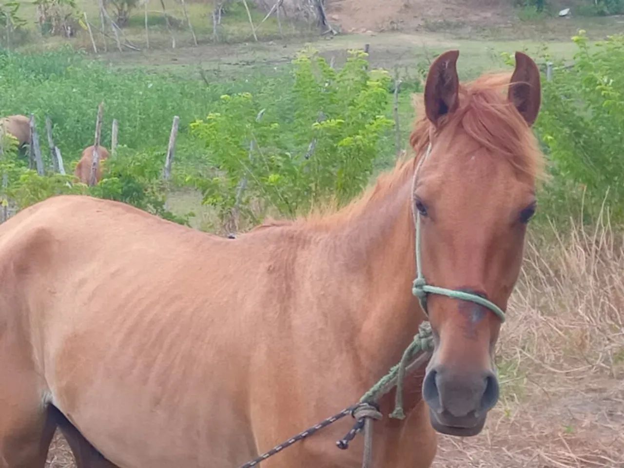 Cavalo e carroça - Foto 5