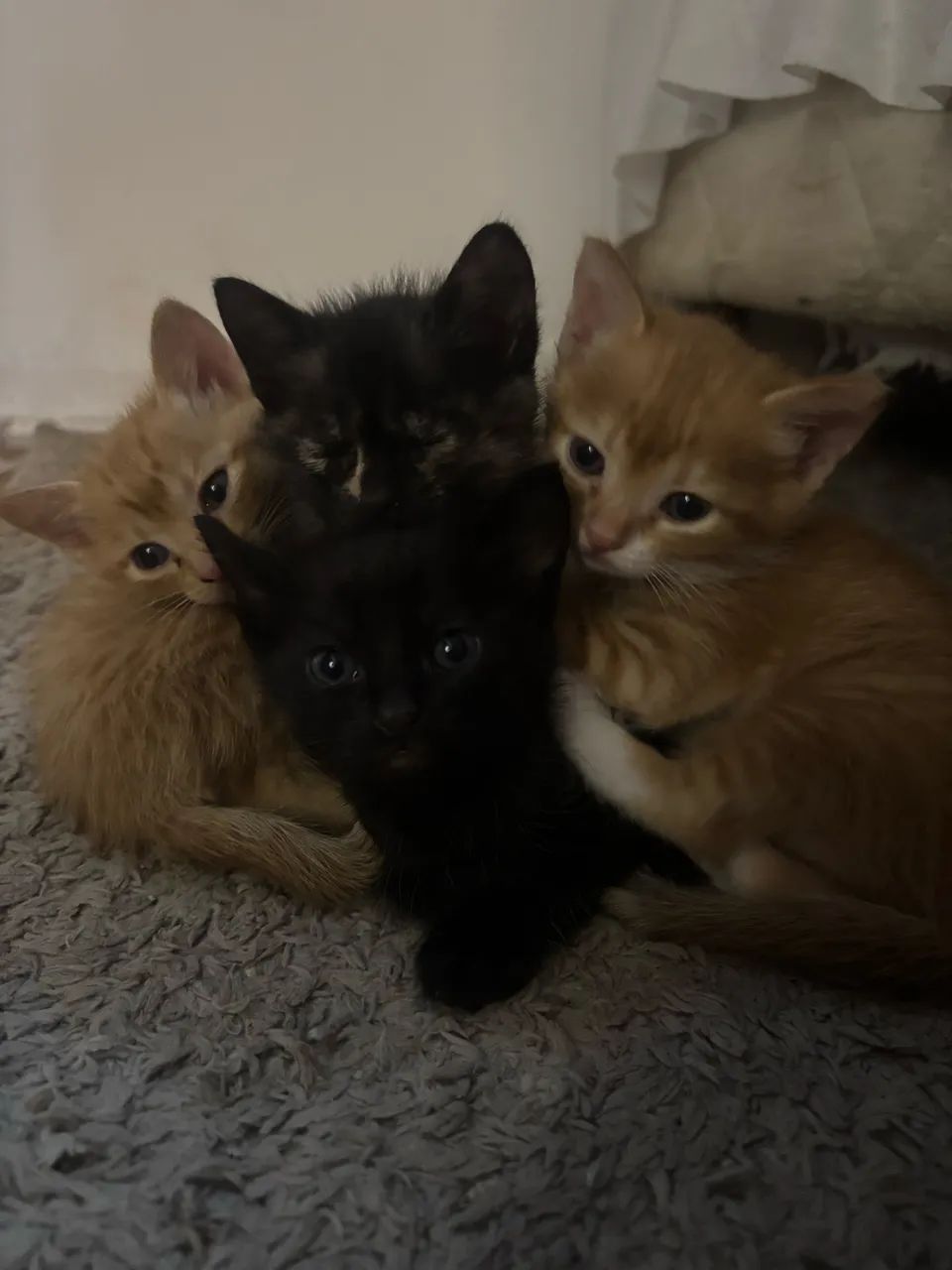 Gatinhos para doação  - Foto 6