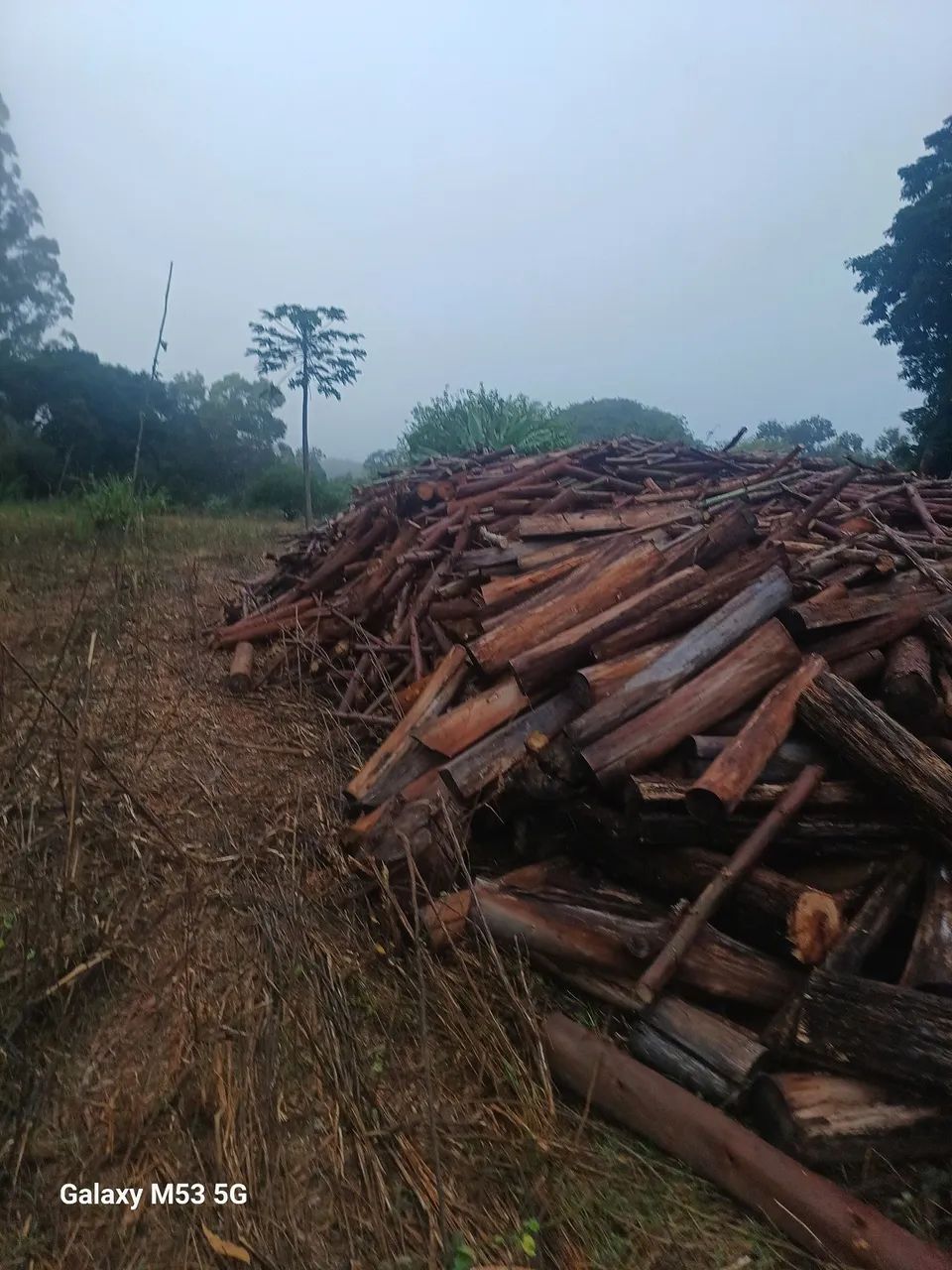 Madeira de eucalipto para venda - Foto 2