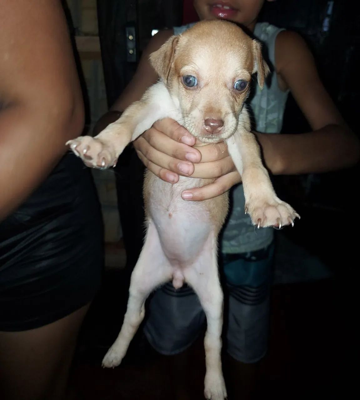 Filhote de cachorro disponível para adoção - Foto 3