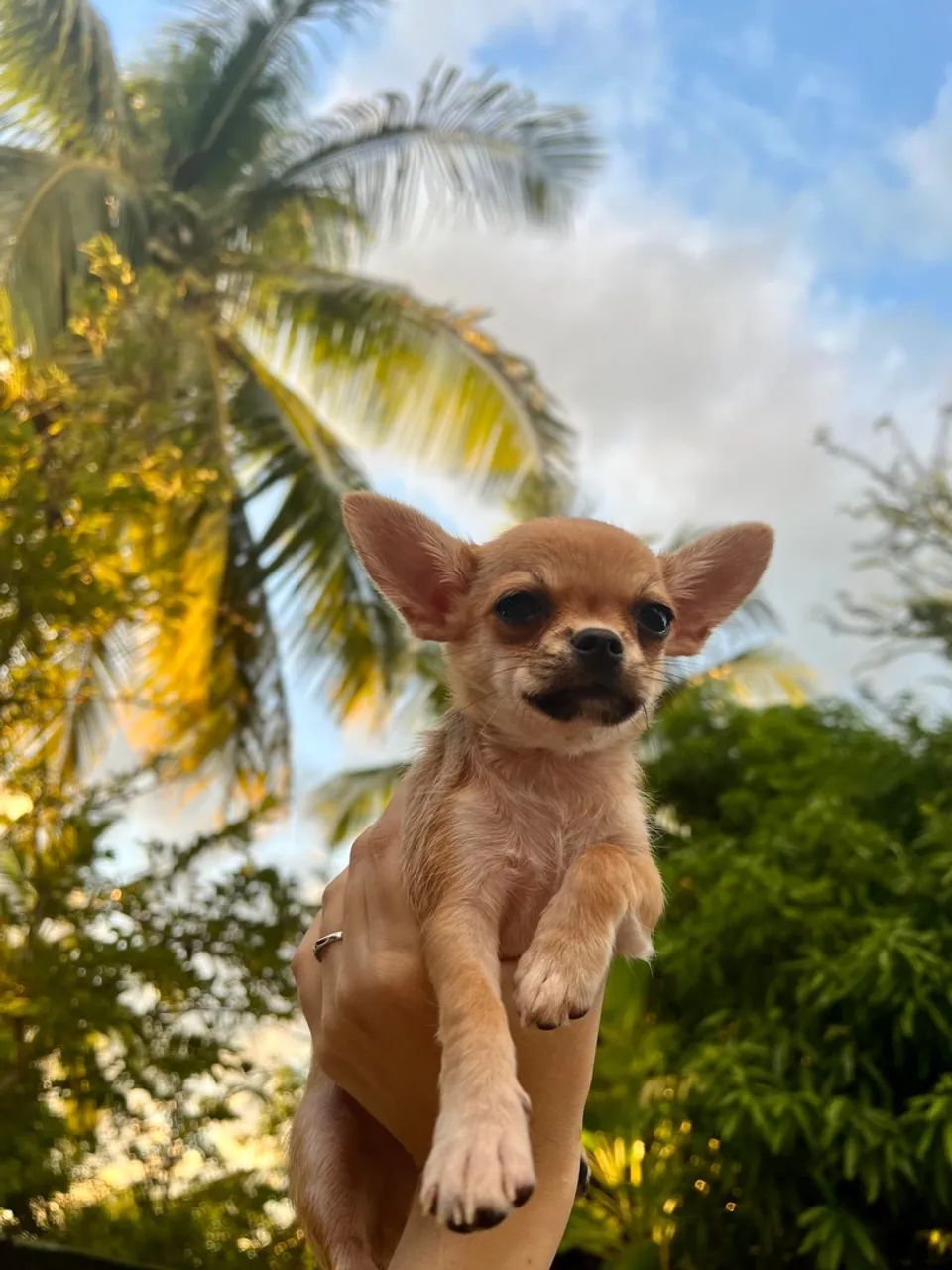 Chihuahua Fofo Procurando Namorada - Foto 4