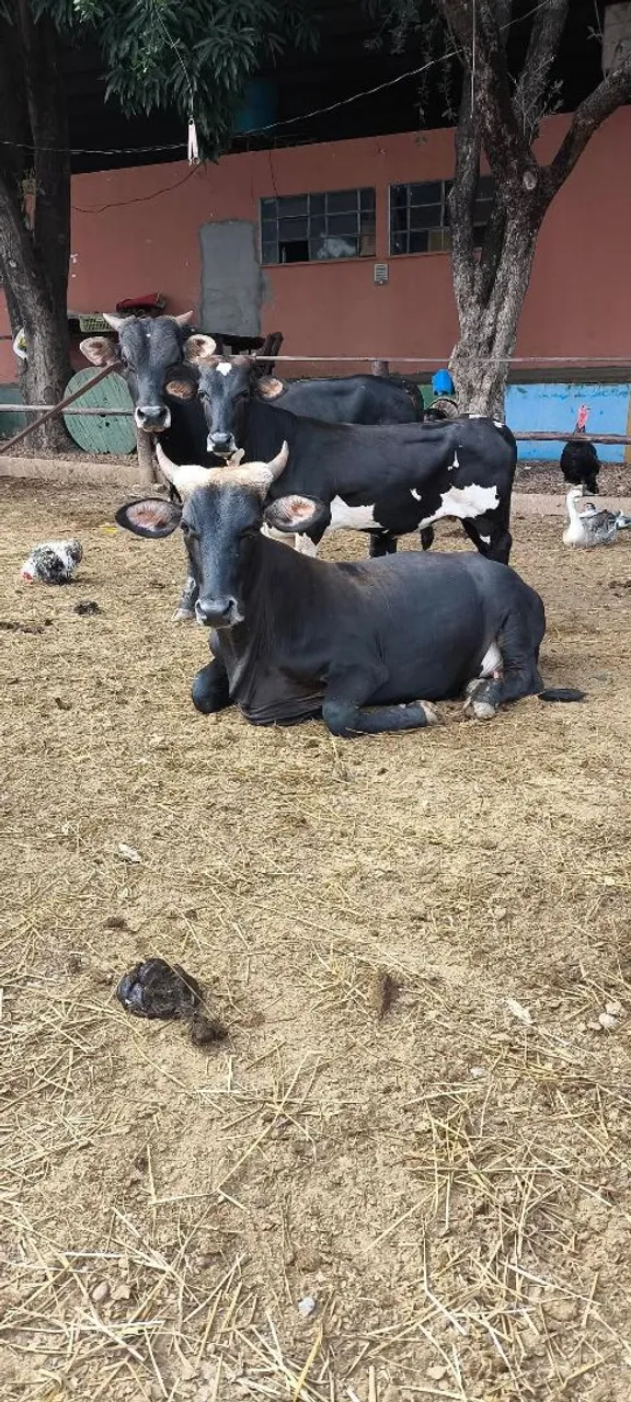 Mini Vacas para venda