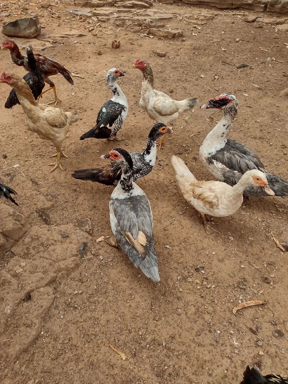 Patos