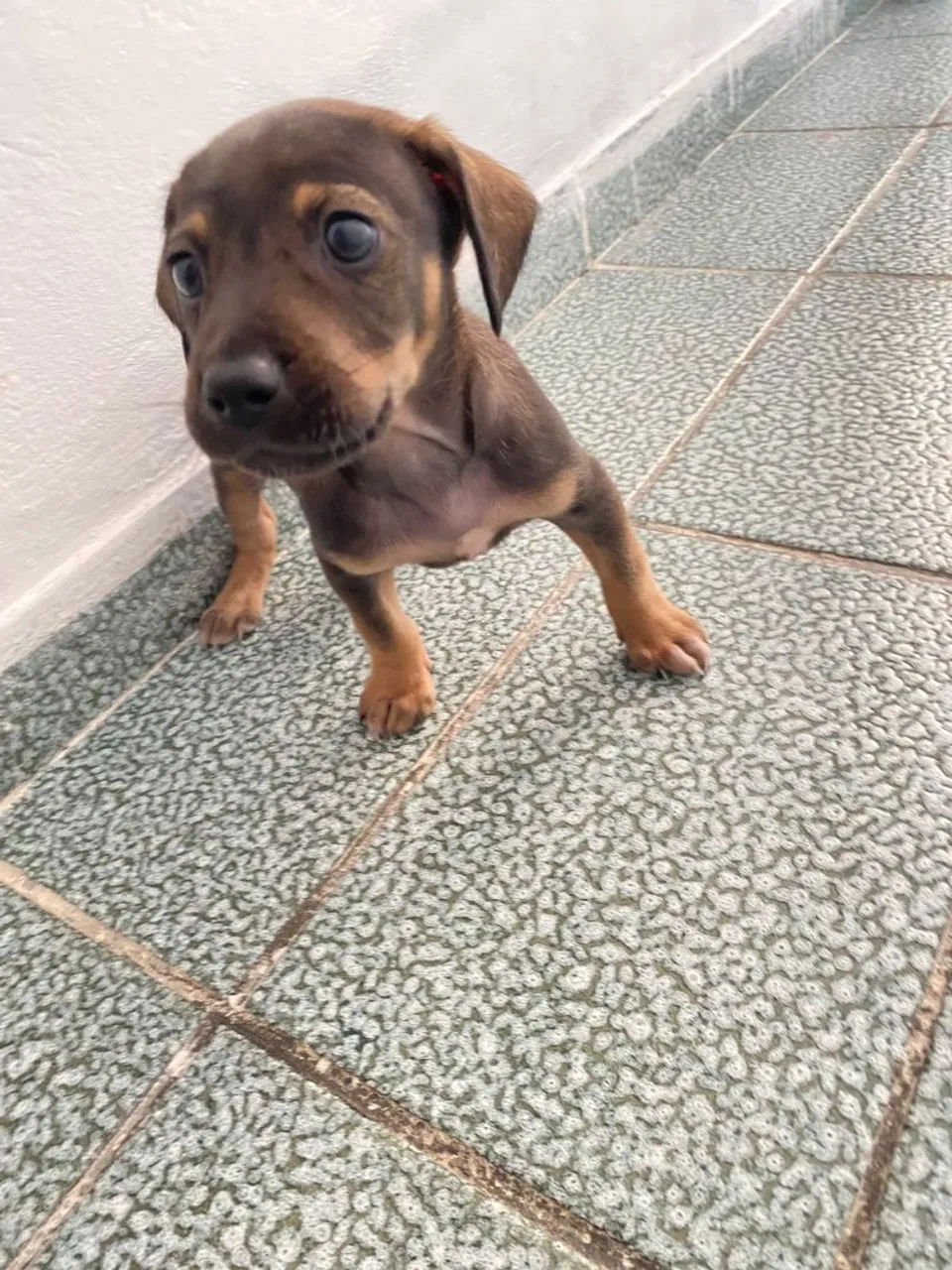 Vendo filhote de salsicha