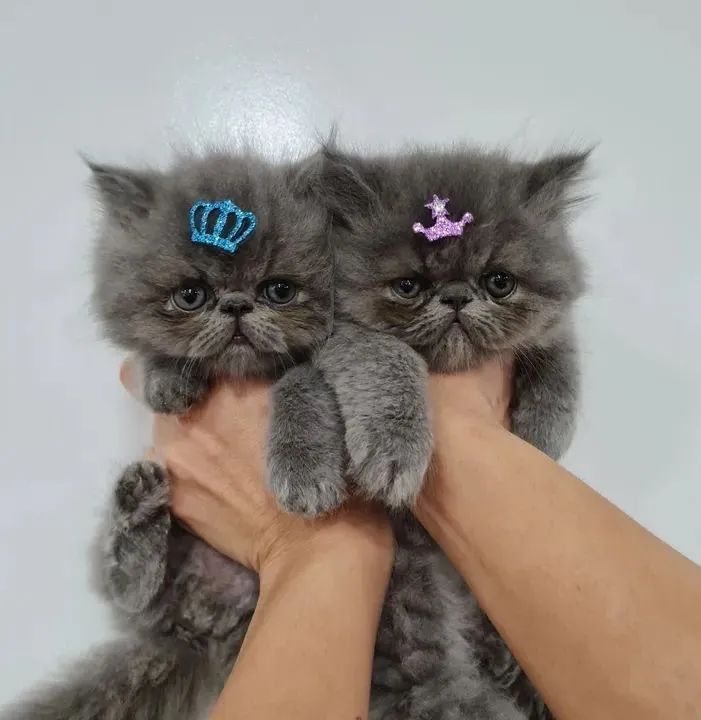 Persa 2 Meses Macho e Fêmea  - Foto 2