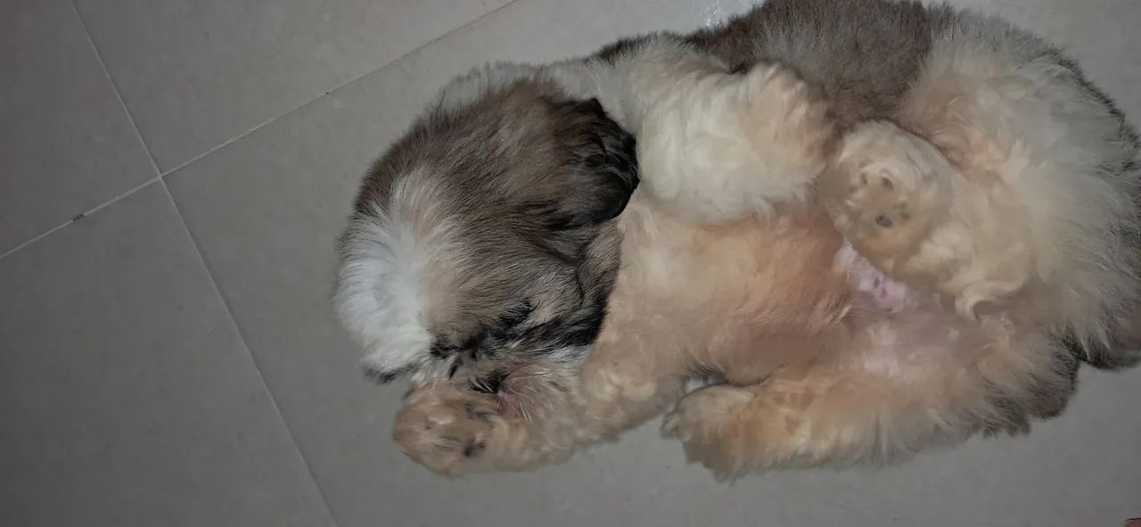 Filhote Shih Tzu para adoção