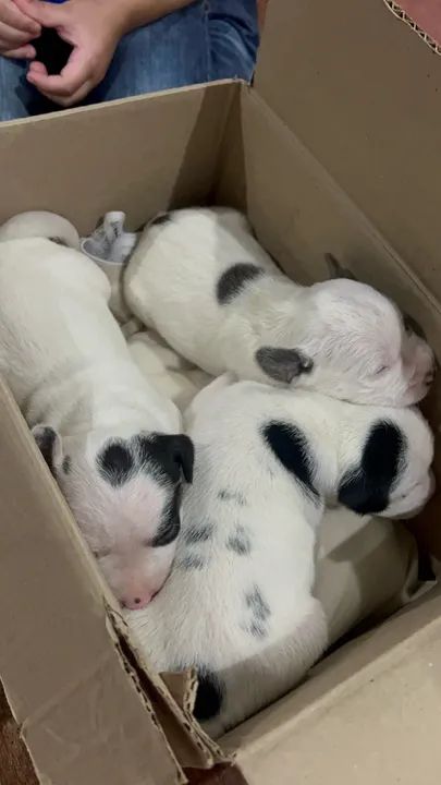 FILHOTE DE PITBULL LEGÍTIMO  - Foto 3