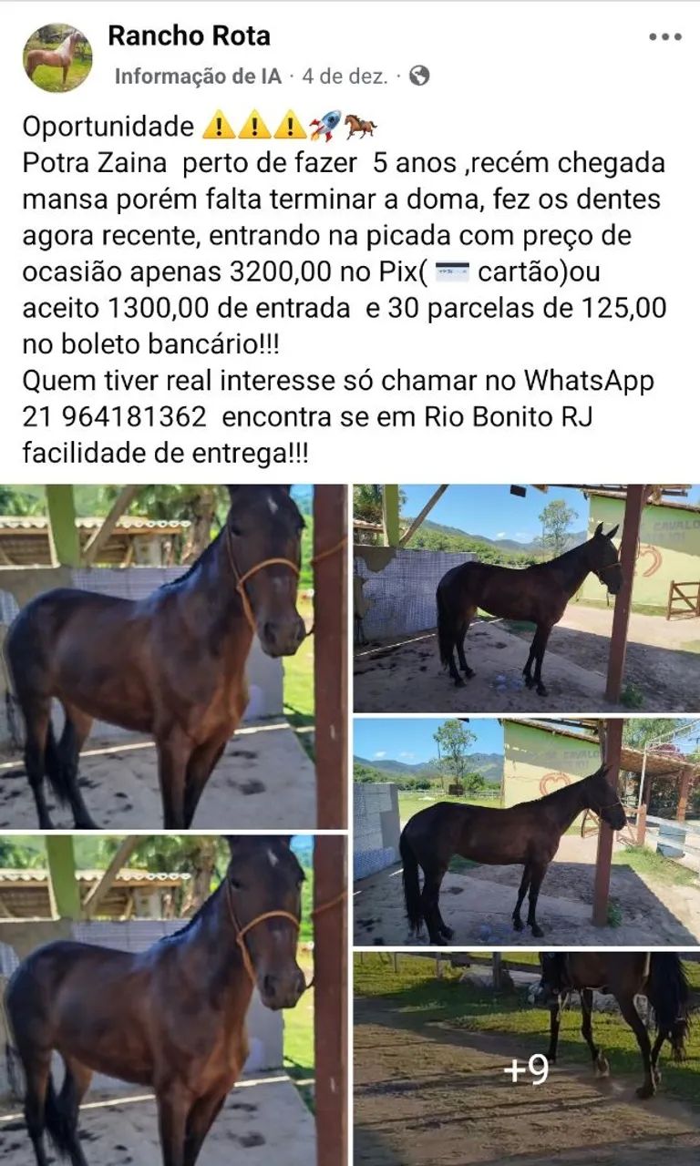 Vendo animais  - Foto 2