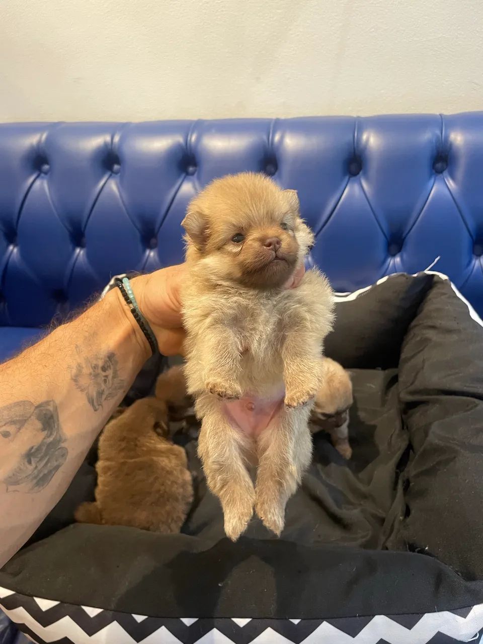 Lulu da Pomerania/spidz alemão .  - Foto 2