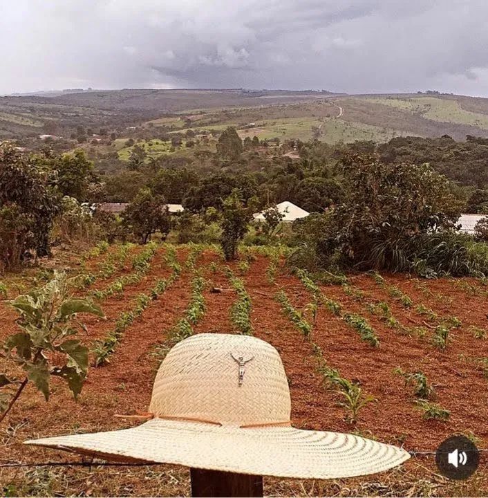 Vendo uma pequena roça de milho 