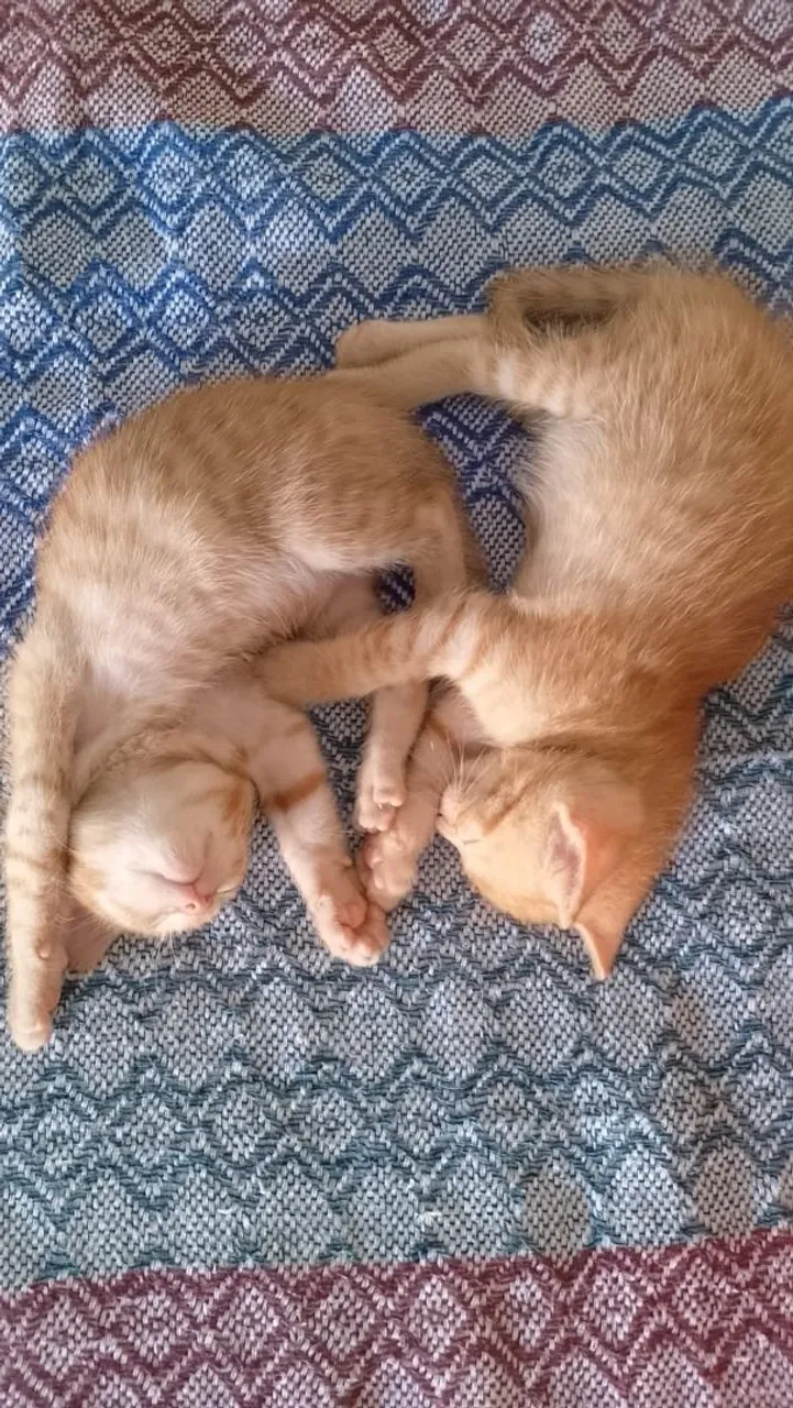 Dois filhotes de gato laranjas para adoção