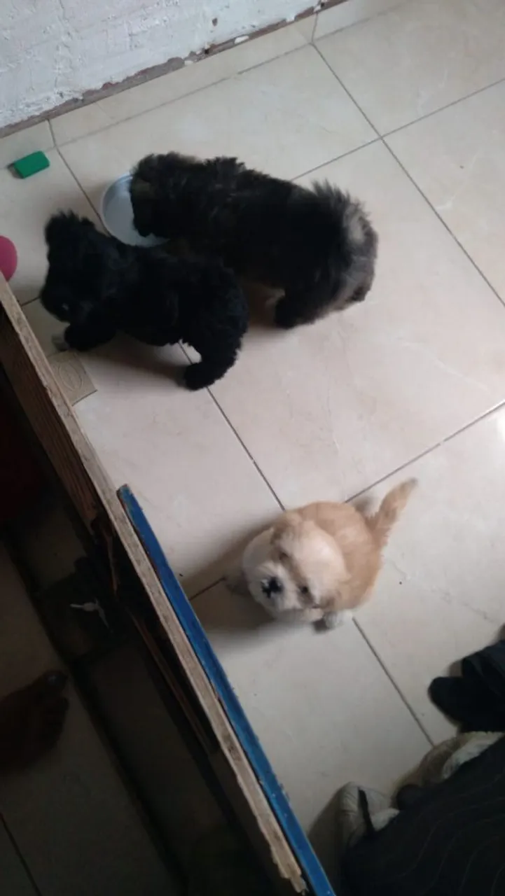 Shitzu com poodle número 2