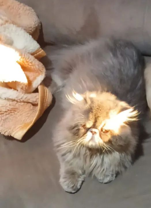 Vendo!Gato persa exotico macho