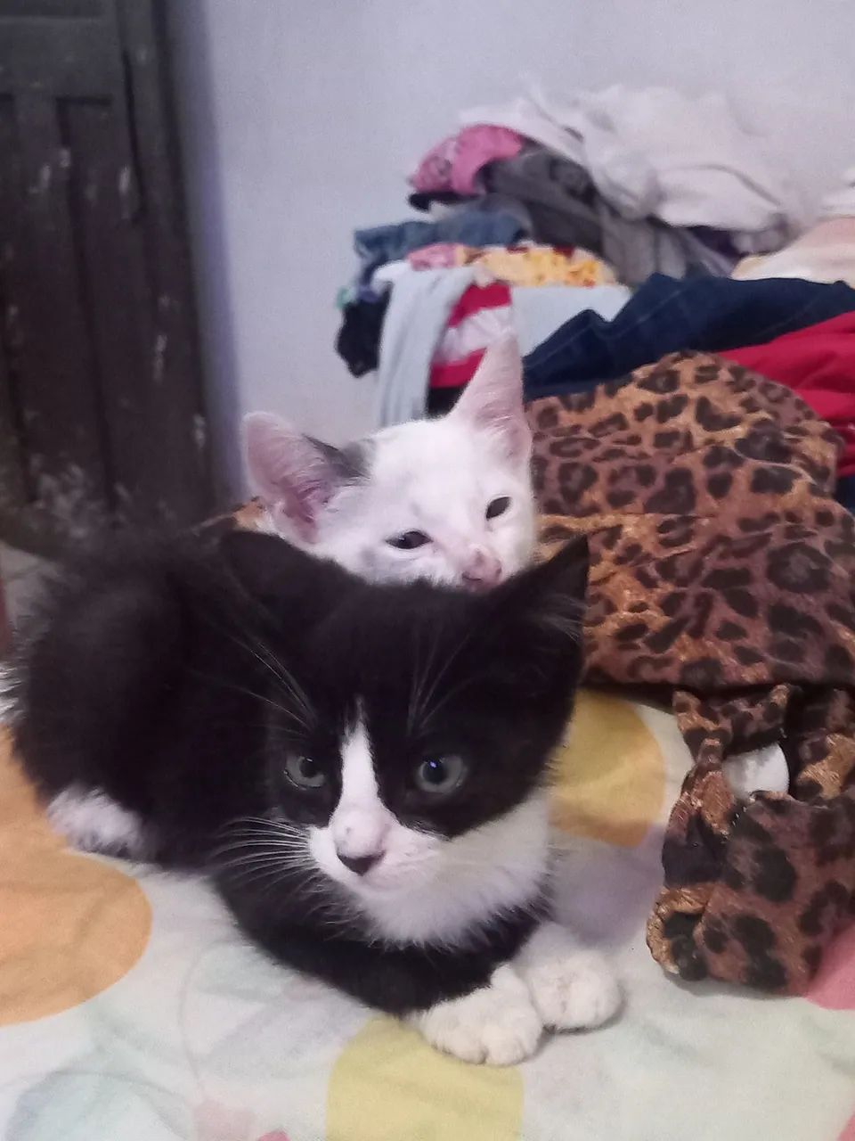 gatinhos para adoção - Foto 2