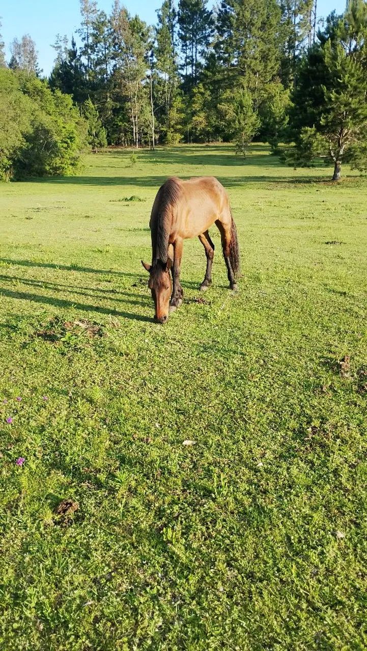 Troco mangalarga por outro cavalo do agrado  - Foto 2