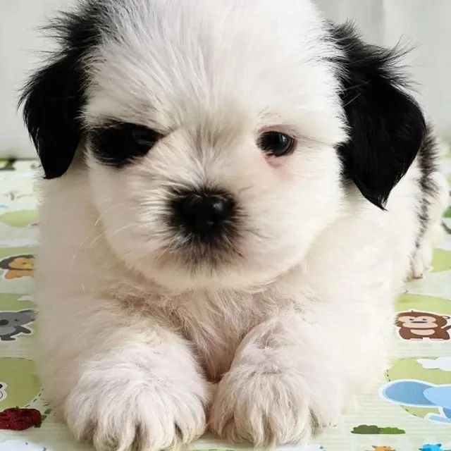 Filhotes amorosos procurando um cantinho especial - Foto 2