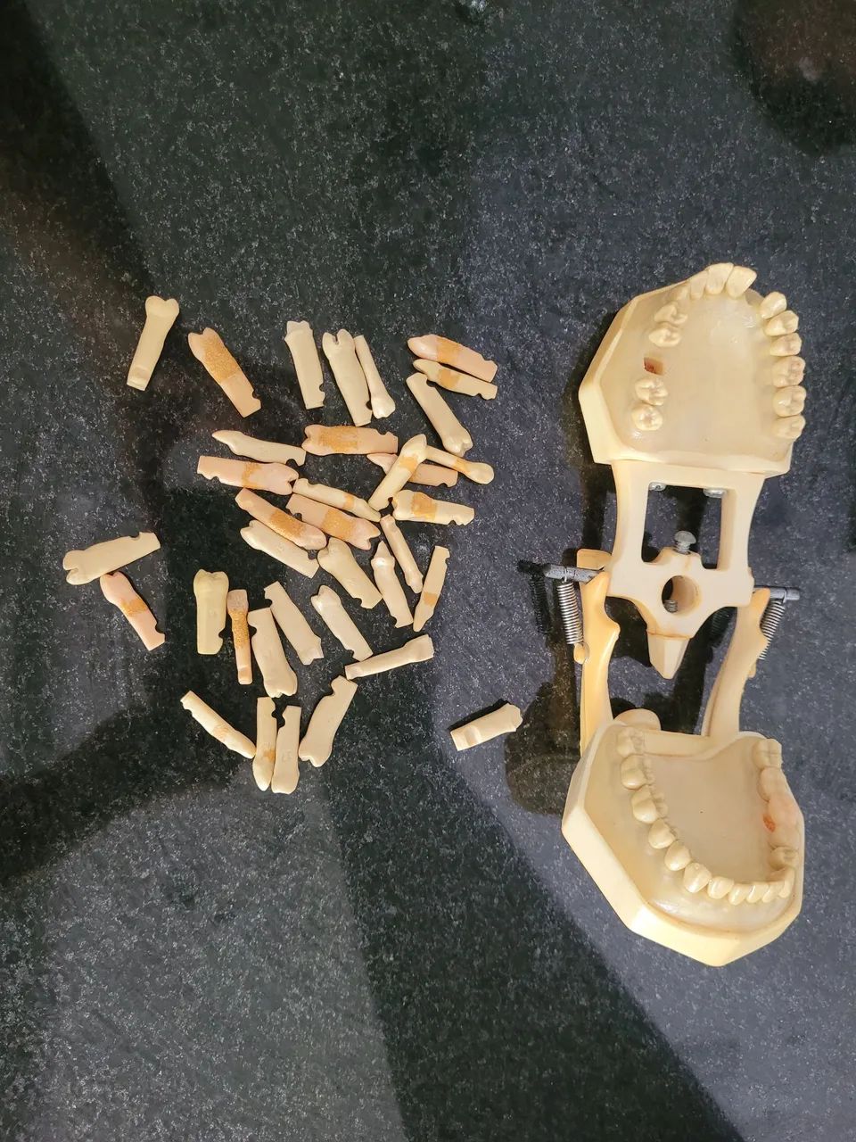 manequim periodontia