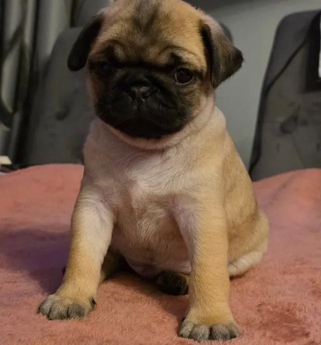 Bonitinhos femeas e machos Caozinhos bebes Pug - Foto 2