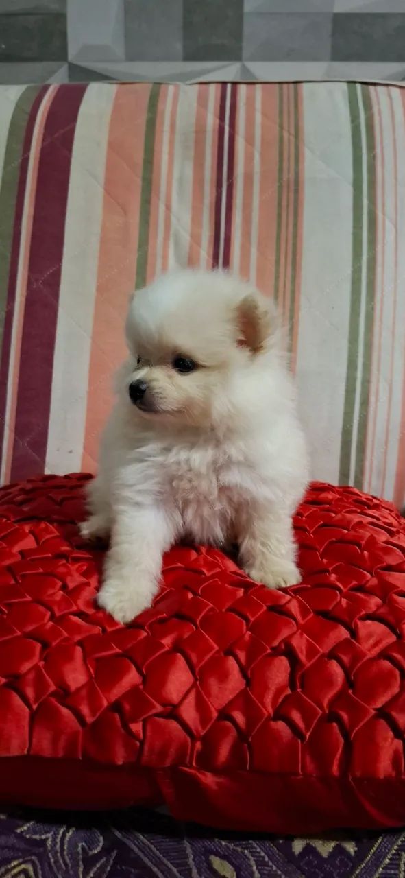 Spitz Alemão / Lulu da Pomerânia Fêmea 12x SEM JUROS