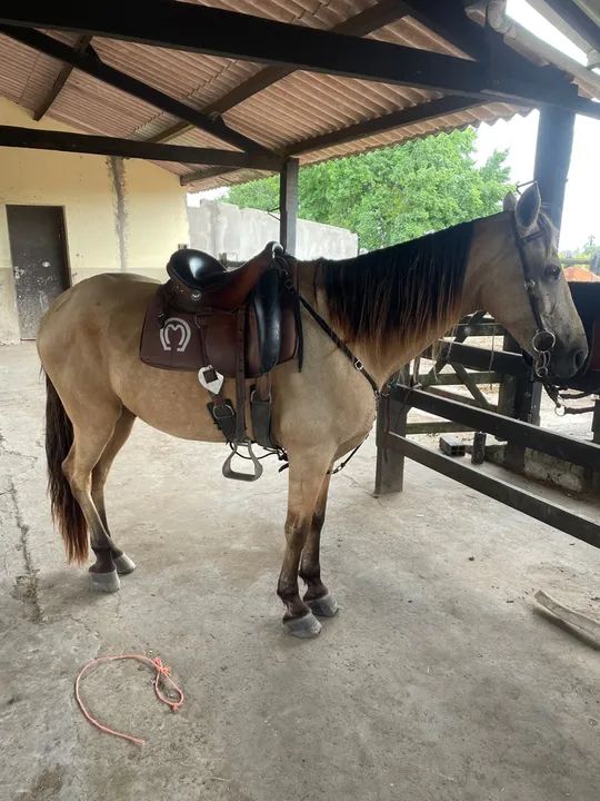 Cavalo Mangalarga Marchador/egua/potro - Foto 6