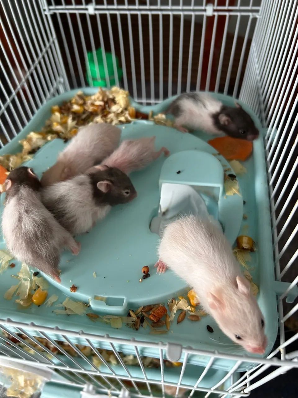 DOA-SE HAMSTERS-SÍRIOS - FILHOTES LINDOS E SAUDÁVEIS! - Foto 3