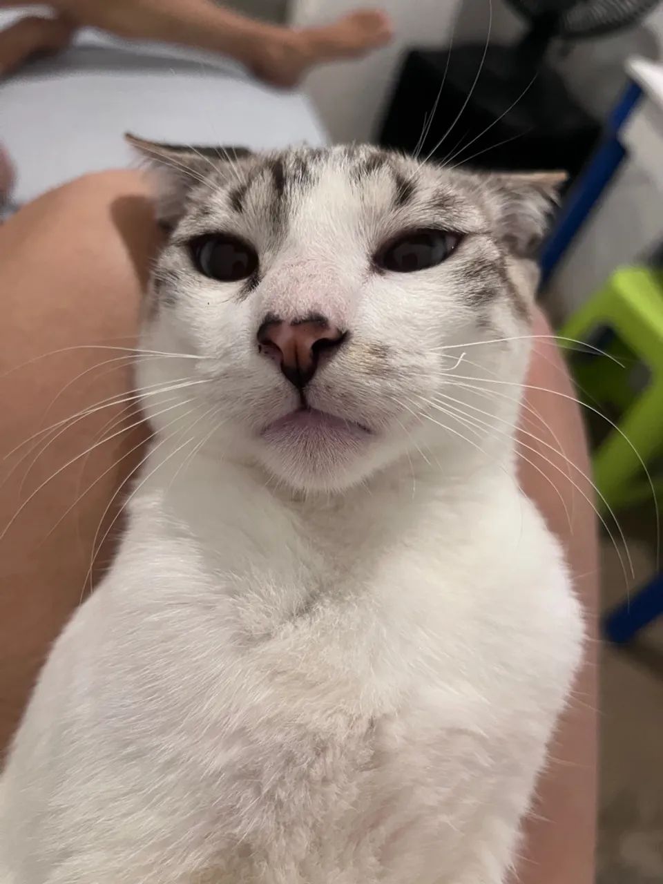 adoção responsável  - Foto 3