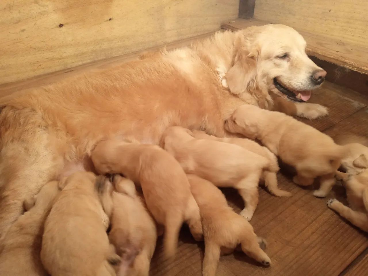Filhote Golden Retriever com laudo de ausência de displasia nos pais, vacinados - Foto 2