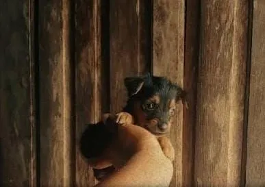 FILHOTE DE YORKSHIRE TERRIER TENHO O MACHINHO