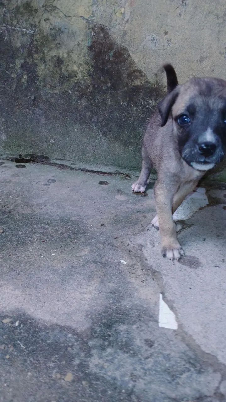 Filhotinhos de cachorrinhos de porte grande e pequenos  - Foto 2