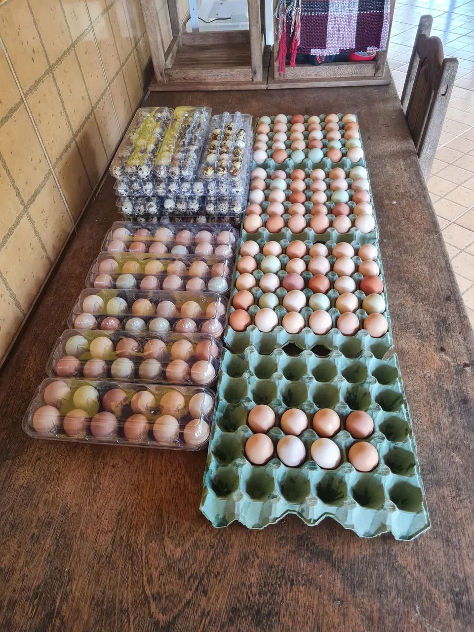 Ovos Ferteis(Galados) Galinhas GLC. As queridinhas do Brasil, ovos caipira colorido.  - Foto 3