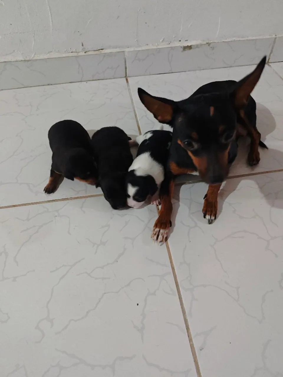 Filhotes de Pinscher 1 a venda