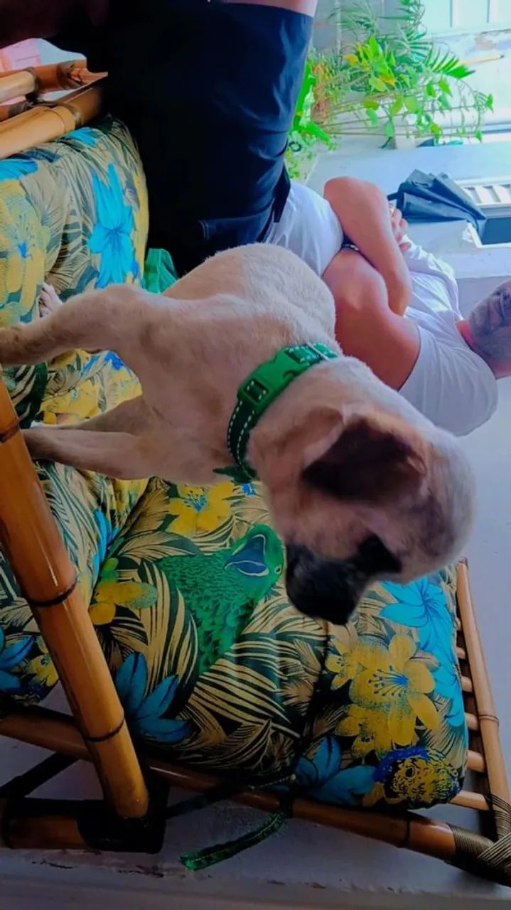 Cachorro Shitzu Macho  - Foto 2