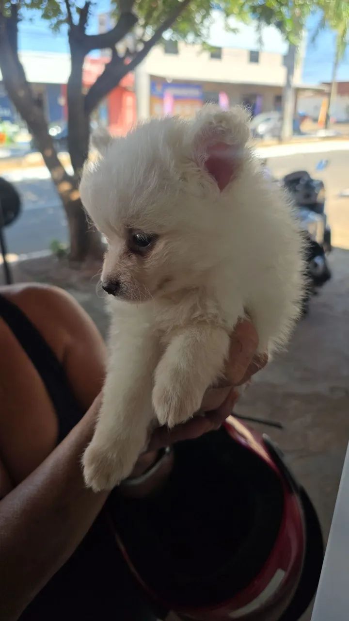 Lulu Pomerânia puro - Foto 2