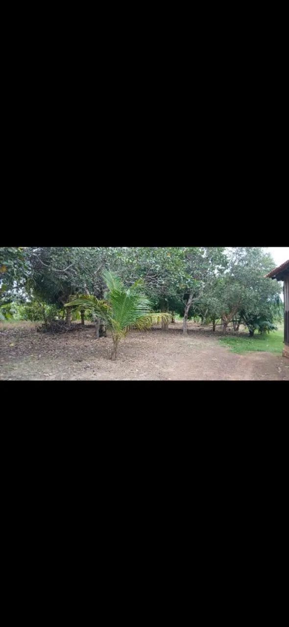 5 alqueire de terra. Ideal para quem quer criar gado - Foto 4