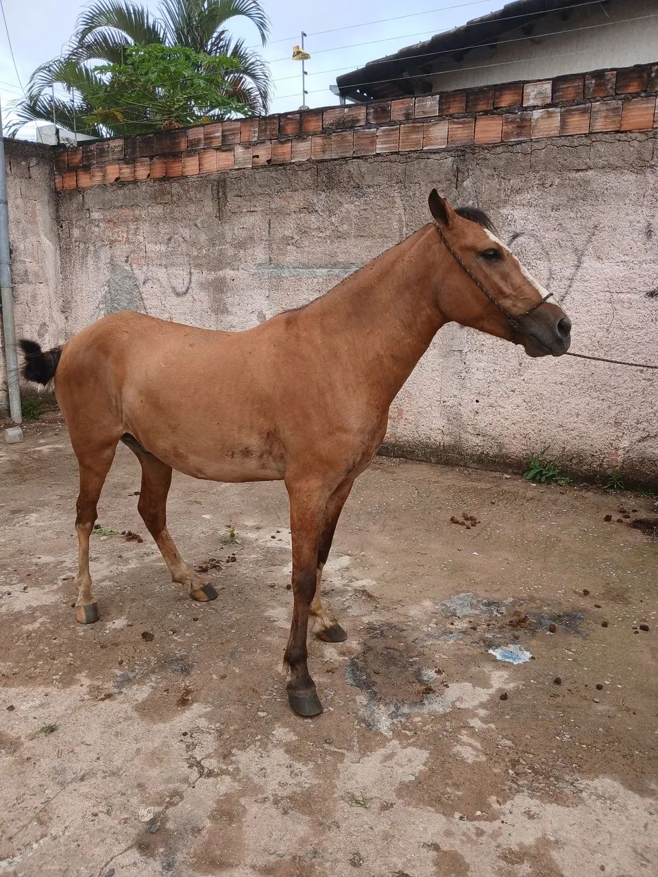 Potro caminhado top - Foto 2