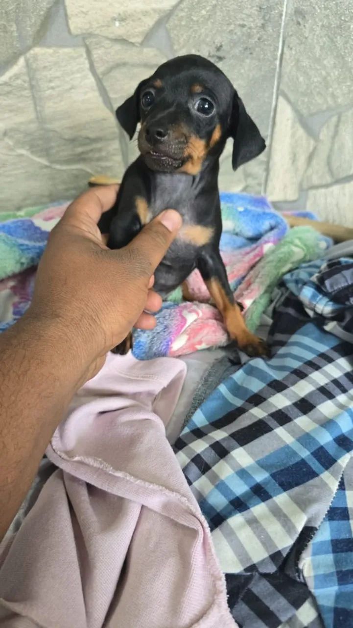 Pinscher